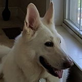 Dedicated Animal Sitter in Richmond
