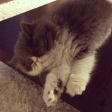 Pet Sitting Offered in Kanata South and area