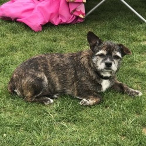 Pet Care Job Chuck Denecke's Profile Picture
