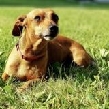 Fisher Animal Lover Searching for Work in Illinois