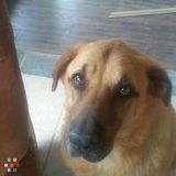 Dog Sitter Needed For Two Or So Months