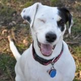 Professional Pet Care Services For Your Furry Family in London, Ontario