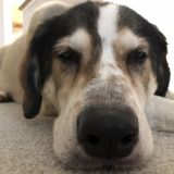 Four night dog sitter needed, home provided for sitter to stay