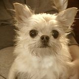 Hardworking Dog Sitter in Brampton