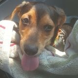 Dog boarding wanted for my 1yr old dog Pepper! email me at rparris2 at gmailcom if interested!