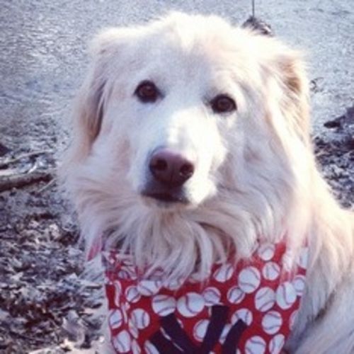 Pet Care Provider Michele P's Profile Picture