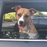 Dog walker