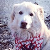 Walk-Bark-Run Professional Pet Sitter Servicing Bergen County.