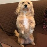 Very patient polite friendly happy energetic clean dog and cat lover looking to take care of yours!