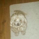 For Hire: Caring Dog Sitting Professional in Port Perry