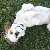 Great Pet Sitter Available Immediately