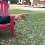 Dog Sitting / Baby Sitting
