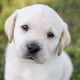 Available: Knowledgeable Petsitter in Neenah, Wisconsin