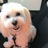 Dog walker Needed in Triangle