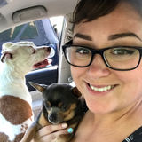 Clearwater Beach Dog walker Seeking Being Hired