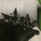 Housesitting, Mail Collection, Watering Plants, Feed Animals and More Offered in North Tonawanda