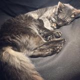 Employing a Capable Animal Caregiver in Boulder, Colorado
