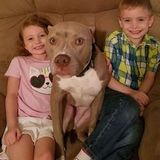 Dedicated Dog Sitter for Your Home