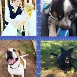 Present Pet Care Provider