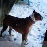 Dog Walker Needed Northbrook
