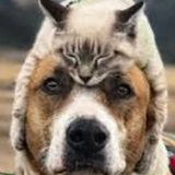 For Hire: Reliable pet and house care provider!