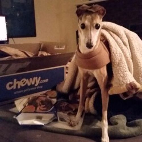 Pet Care Job Jeanne K's Profile Picture