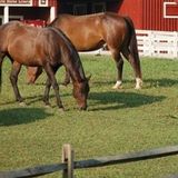 Small & Large Animal Care