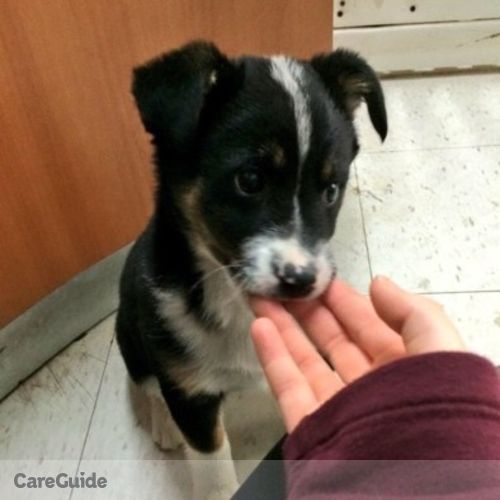 Pet Care Provider Savannah K's Profile Picture