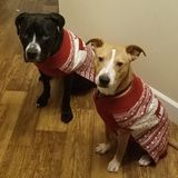 Wanted: trustworthy best friend for the doggos!