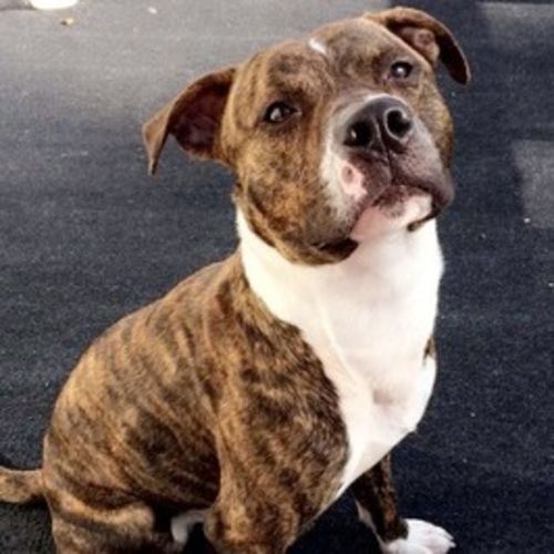 Pet Care Job Roderick B's Profile Picture