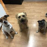 Searching for Oviedo Pet Carer Opportunity