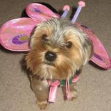 Seeking Pet Care Provider Opportunities in Knoxville