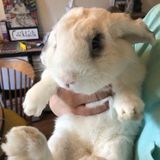 Capable Pet Carer Wanted 3/23 - 3/29