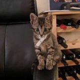 Looking for someone to take care of mi kitty over the holidays