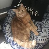 Im a vegan and a lover of all animals, Im mommy to cat named chip.