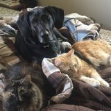Sitter for dogs, cats and chickens needed over Christmas
