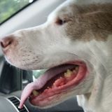 Ready to watch your Pet in your home!