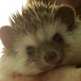 Looking For Aurora Petsitter Jobs