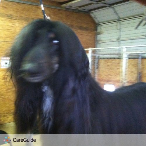 Pet Care Provider Karen I's Profile Picture