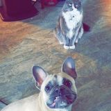 Dog Walker/ pet sitter