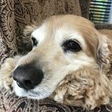 Skillful Petsitter that loves loves loves animals