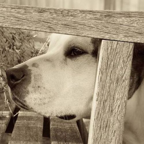 Pet Care Provider Travis C's Profile Picture