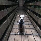 Animal lover available for pet care jobs in Nanaimo!