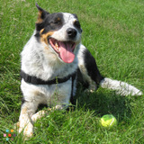 Dog Walking, Dog Sitting, House Sitting