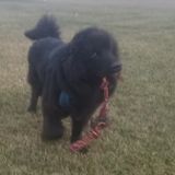 Skillful Pet Carer Available Immediately