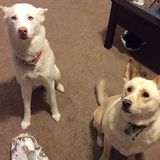 Raeford Dog Sitter Interested In Job Opportunities