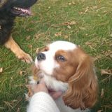 Dog boarding and doggie day care wanted