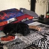 Dedicated Pet Care Provider in Lake Wales