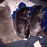 Experienced, Reliable Animal Lover available for pet care & boarding