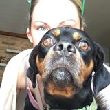 Excellent with dogs!